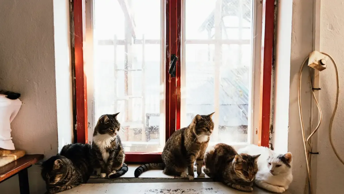Avec plusieurs chats, deux bacs côte à côte ne comptent que pour un